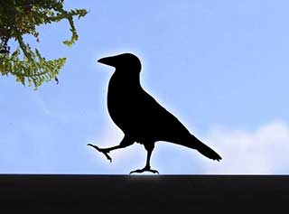 Crow Stickers, Raven Wall or Window Bird Stickers