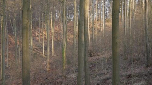 Bergstrasse Forest Jolyon Yates Lumix GF2