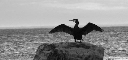 Cormorant Days Work Done Whitley Bay Beach Jolyon Yates