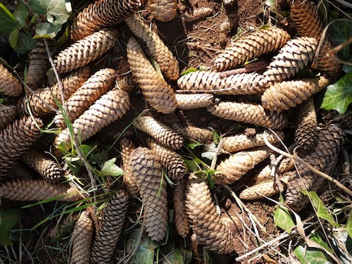 Garden Cones Bergstrasse Jolyon Yates ODEChair Lumix GF2