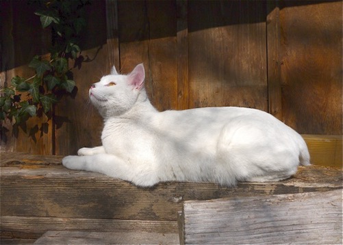 Big Mouse White Cat Jolyon Yates ODEChair Lumix GF2