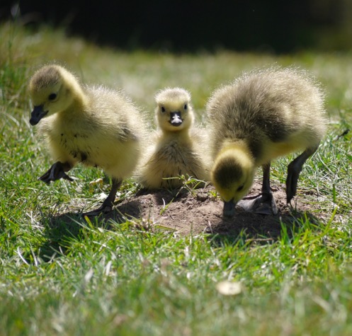 Bokeh example Jolyon Yates ODEChair Goslings Baby Geese Yorkshire Sculpture Park Lumix GF2