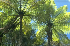 Punga Tree Northland, New Zealand, Jolyon Yates
