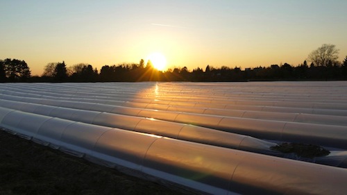 Spargel Tubes Bergstrasse Sunset Lumix GF2 Jolyon Yates ODEChair