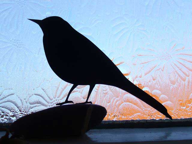 Черная птица в окне